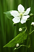 A white blackberry flower