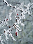 Winterlicher Ast mit Eiskristallen