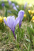 Crocuses