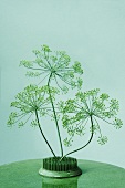 Dill Fronds