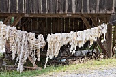 Sheep's fleeces hanging on the line