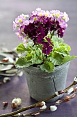 Multi-coloured baby primroses in a pot