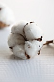 Cotton - ripe cotton bolls