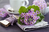 A bunch of baby primroses as table decoration