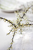 A sprig of white flowers on a linen cloth