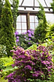 A garden with azaleas and rhododendrons in front of a half-timbered house