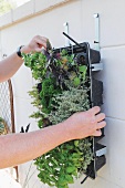 A box of herbs being hung vertically on a wall