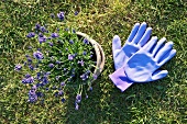 Lavendel im Pflanzentopf und Gartenhandschuhe auf dem Rasen