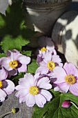 Purple anemone flowers