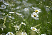 Marguerites in a meadow