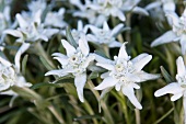 Edelweiss