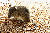 Live mouse on cereal grains