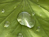 Drops of water on lady's mantle leaf (close-up)
