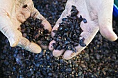 Red wine pomace in someone's hands
