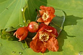 Pomegranate flowers, Thailand