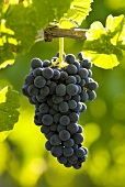 Touriga Nacional grapes on the vine