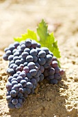 Castelao grapes on soil