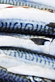 Fresh mackerel (detail)