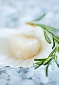 Scallop and rosemary
