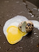 Fried quail's egg in frying pan