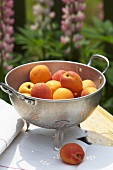 Apricots in colander