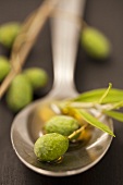 A fresh olive twig on a spoon with olive oil