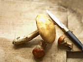 Fresh larch bolete mushrooms on a wooden board with a knife