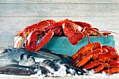 Sea bream and lobster