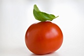 Tomate und Basilikumblatt