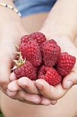 Hands holding fresh raspberries