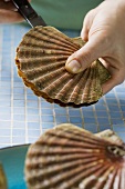 Scallops being opened