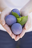 Hands holding fresh plums