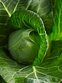 Pointed cabbage (close-up)