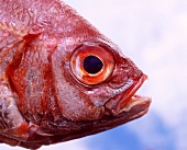 A fish head
