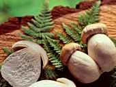 Porcini mushrooms on fern leaves