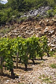 Old Pinot Noir vines, Premier-Cru above Nuits-Saint-Georges with stony, red soil Burgundy, France