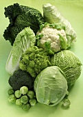 Different varieties of cabbage