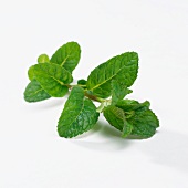 Mint Sprig on a White Background