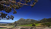 Cape Point vineyard with Chapman's Bay and Chapman's Peak, Noordhoek, Western Cape, South Africa