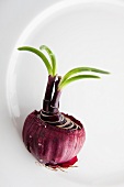 Red onion with shoots on a plate