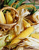 Several dried corncobs