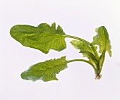 Spinach