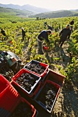Grape-picking, Olivier Pithon estate, Roussillon, France 