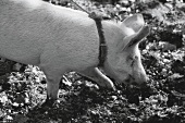 Trüffelschwein bei der Suche nach Trüffel