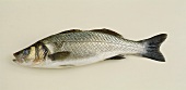 A sea bass
