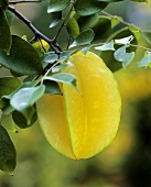 Carambola hanging on a branch