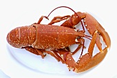 A cooked lobster on a white plate