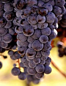 Shiraz grapes on the vine, Australia