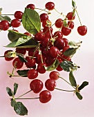 Sour cherries (Prunus cerasus)