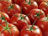 Several tomatoes (filling the picture)